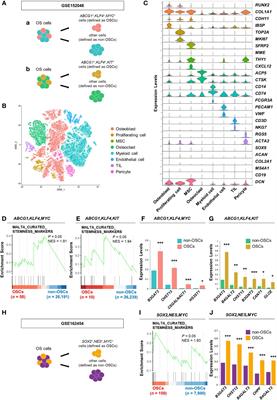 Role of proteoglycan synthesis genes in osteosarcoma stem cells